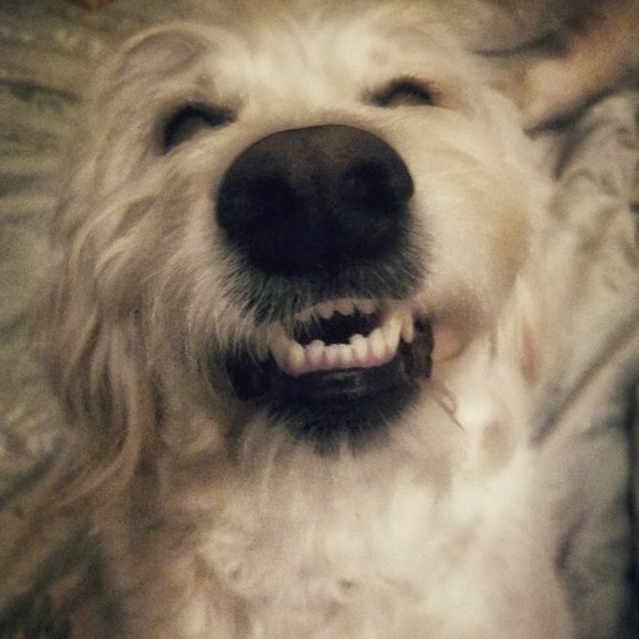 Meet your Posher, Carrie - Picture 2 of 15